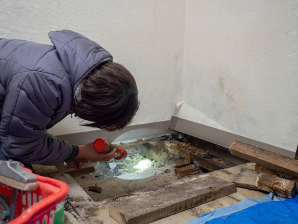 Best Mold Documentation for Insurance Claims  in Vernon, AL