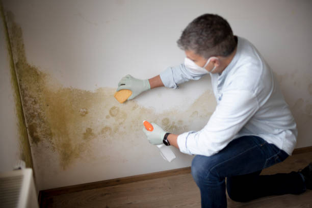 Best Forensic Mold Investigation  in Vernon, AL