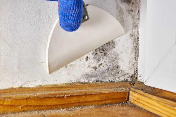 Best HVAC Mold Inspection and Cleaning  in Vernon, AL
